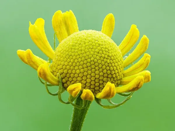 Sonnenbraut (Helenium)