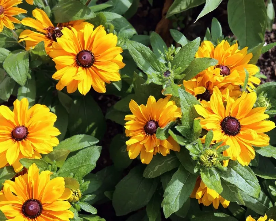 Sonnenhut (Rudbeckia)