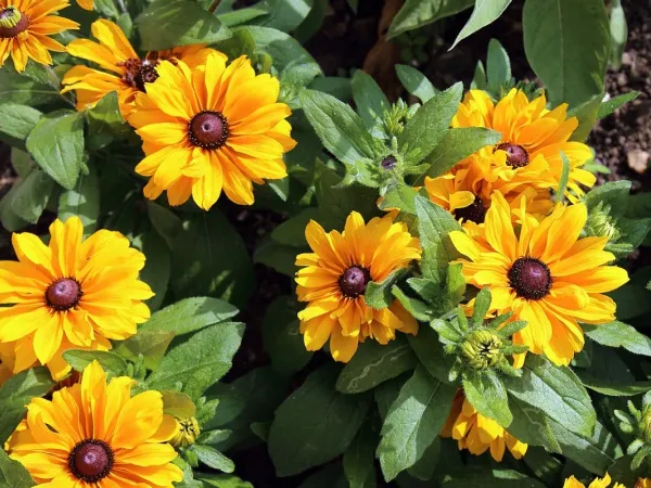 Sonnenhut (Rudbeckia)