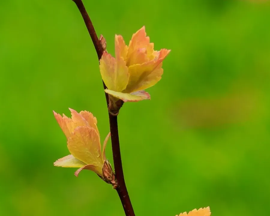 Spierstrauch (Spiraea)