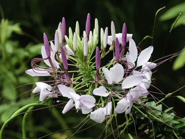 Spinnenblume