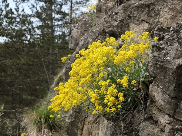 Felsensteinkraut