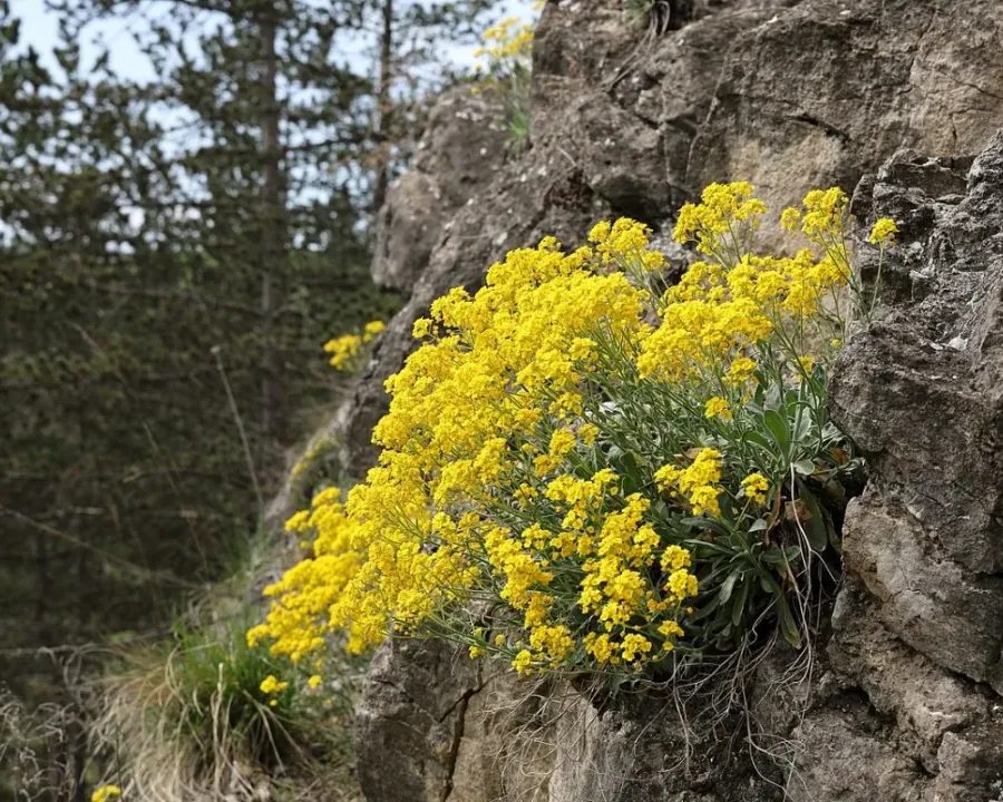 Felsensteinkraut