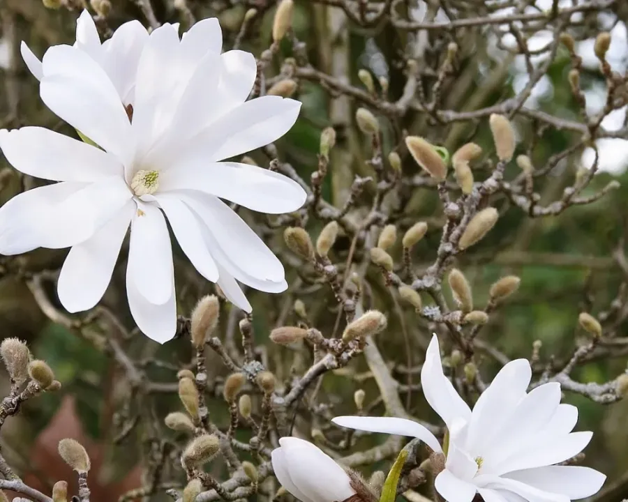 Sternmagnolie