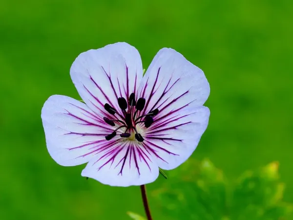 Storchschnabel (Geranium)