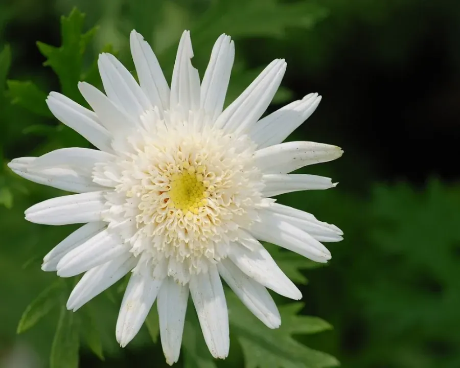Strauchmargerite