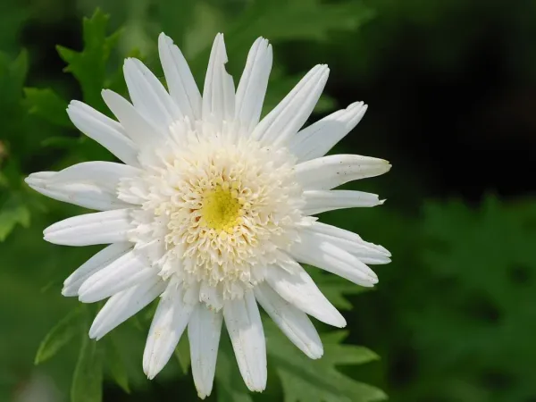 Strauchmargerite