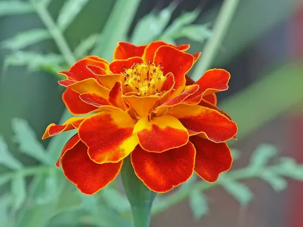 Tagetes (Studentenblume)