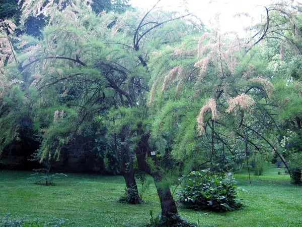 Tamariske