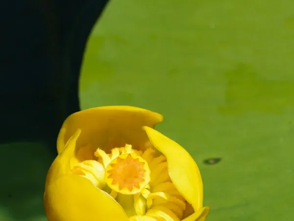 Teichmummel