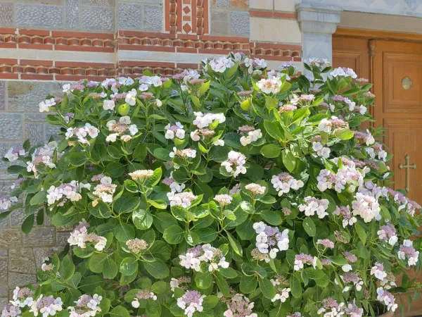 Tellerhortensie