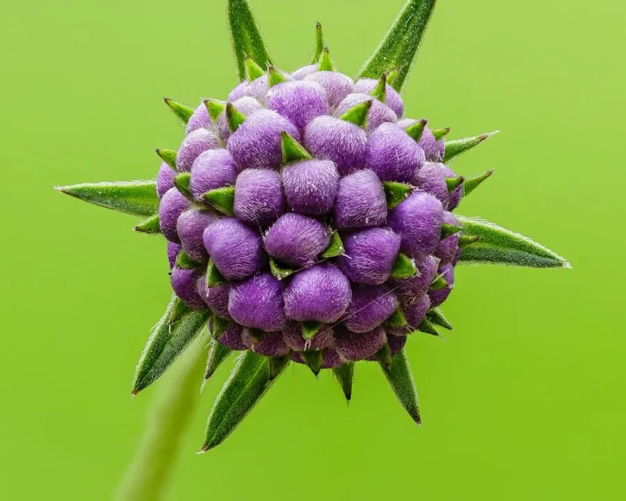 Teufelsabbiss