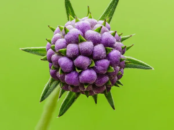 Teufelsabbiss