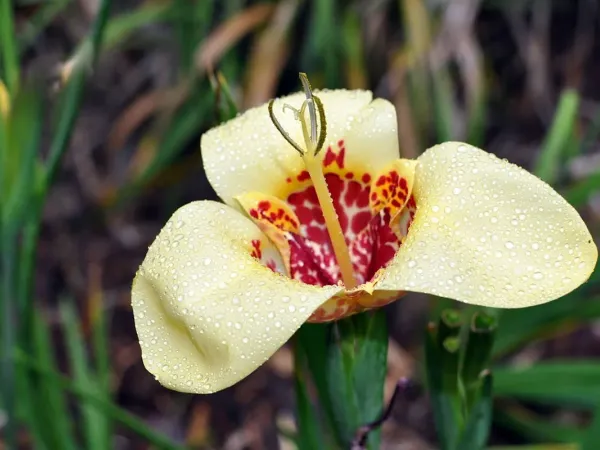 Tigerblume