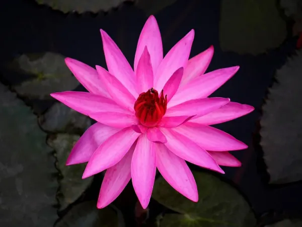 Tigerlotus