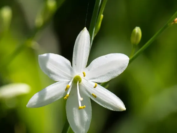 Traubige Graslilie