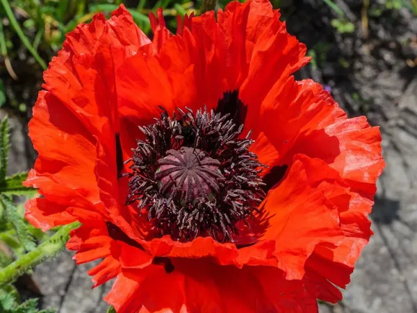 Türkischer Mohn