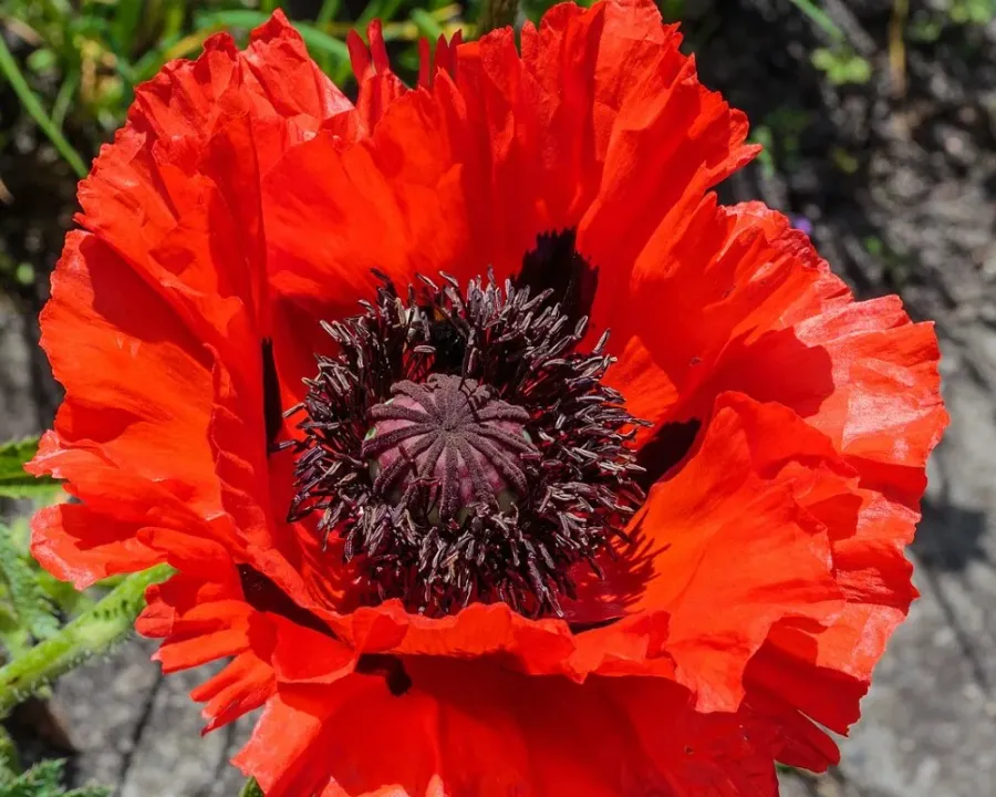 Türkischer Mohn
