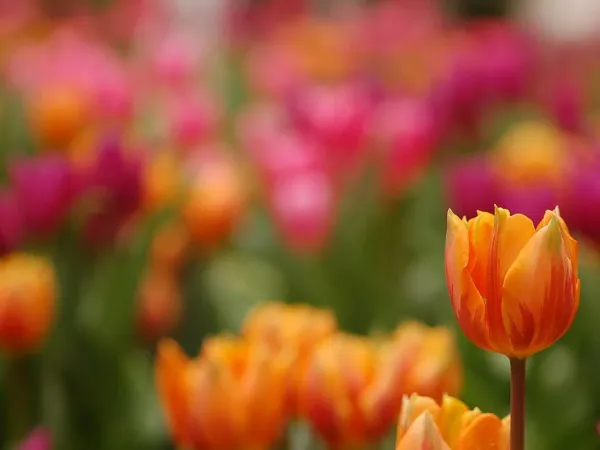 Tulpe