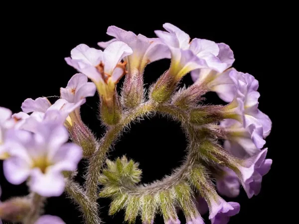 Vanilleblume