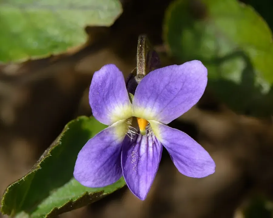 Veilchen blau