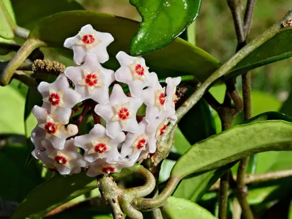 Porzellanblume