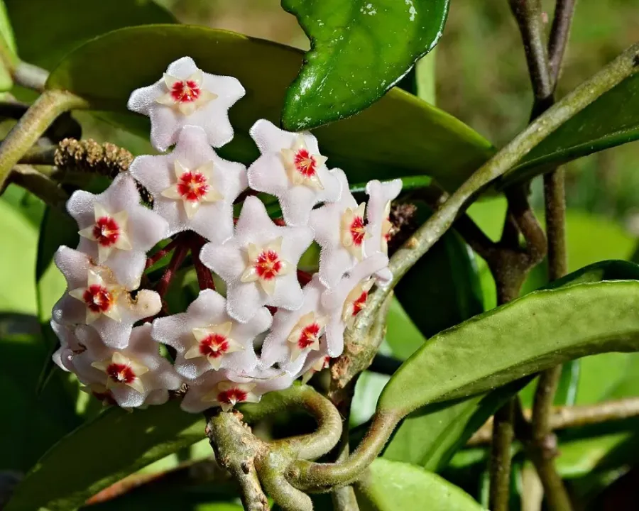 Wachsblume