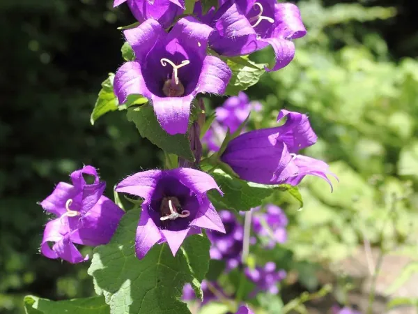 Waldglockenblume