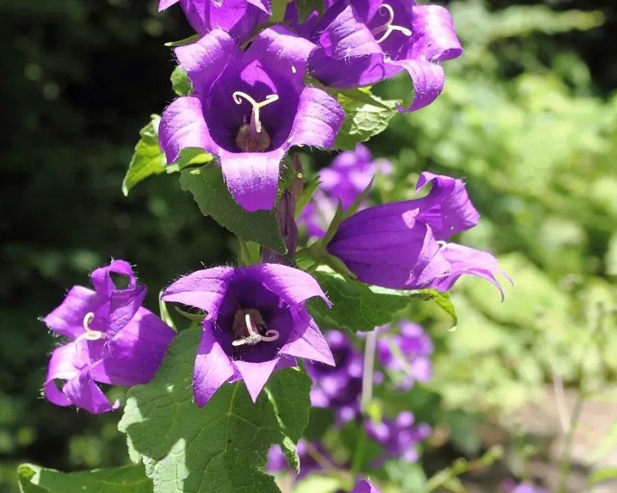 Waldglockenblume