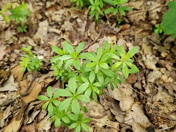 Waldmeister