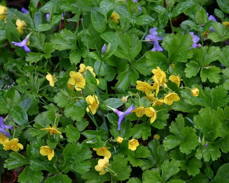 Waldsteinie