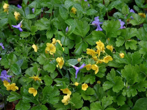 Waldsteinie