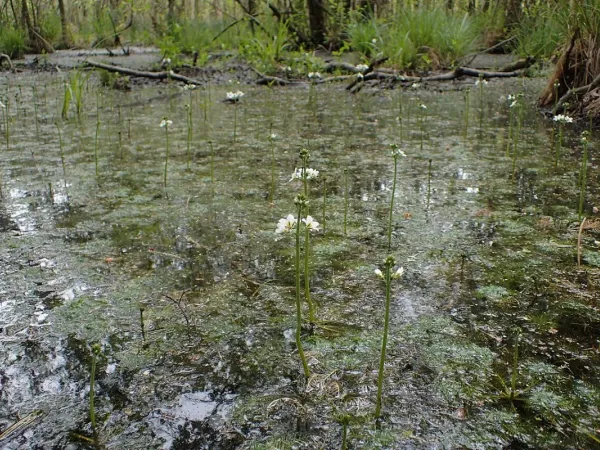 Wasserfeder