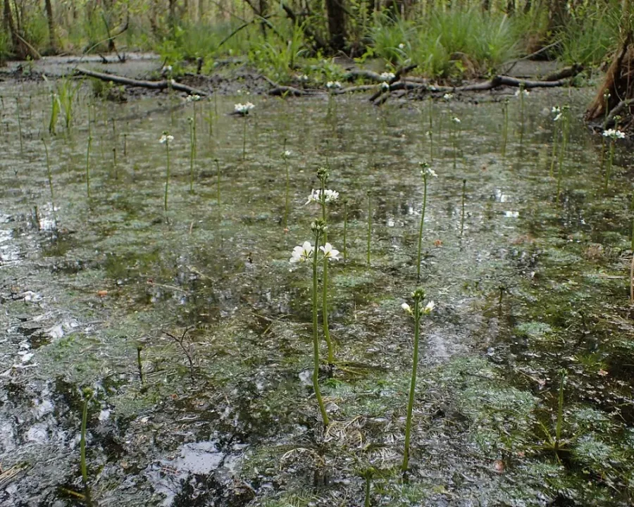 Wasserfeder