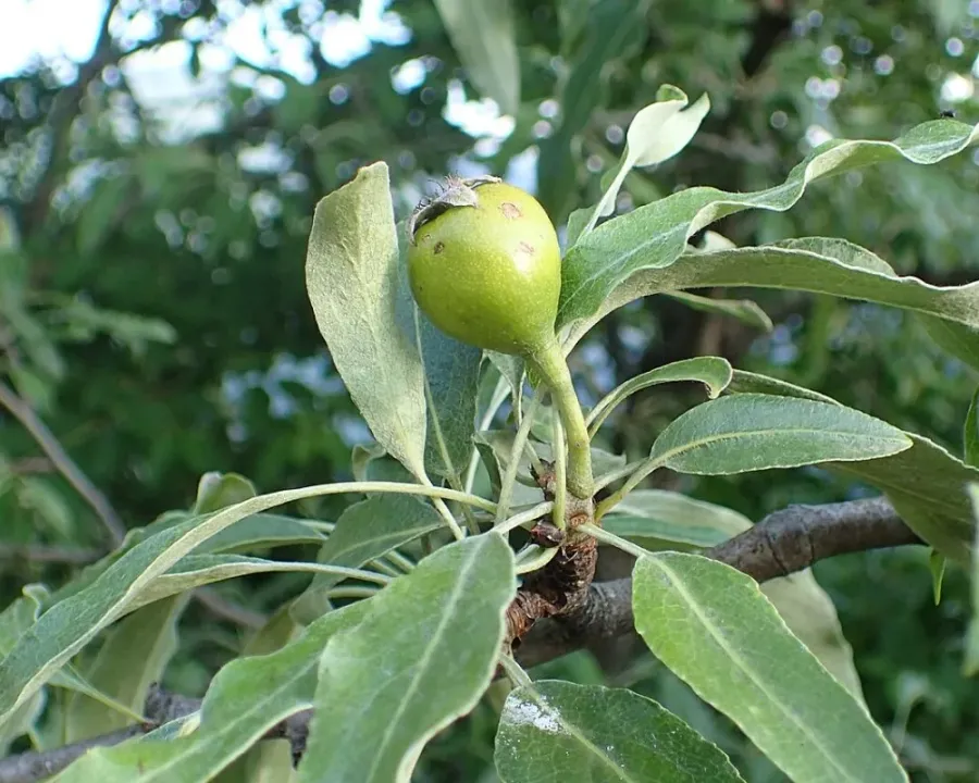 Weidenblättrige Birne