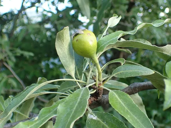 Weidenblättrige Birne