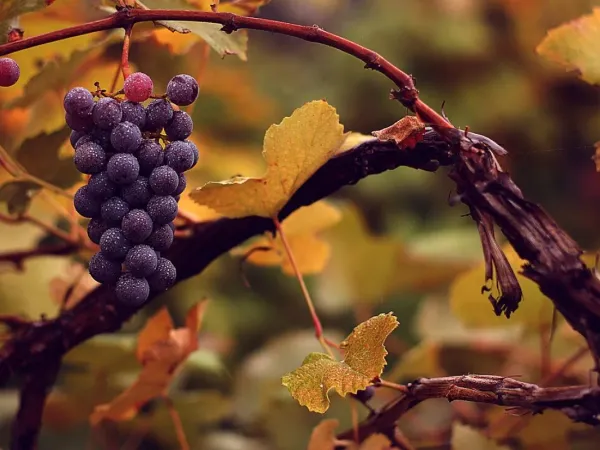 Weinrebe