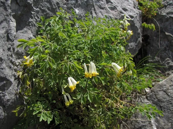 Weißer Lerchensporn