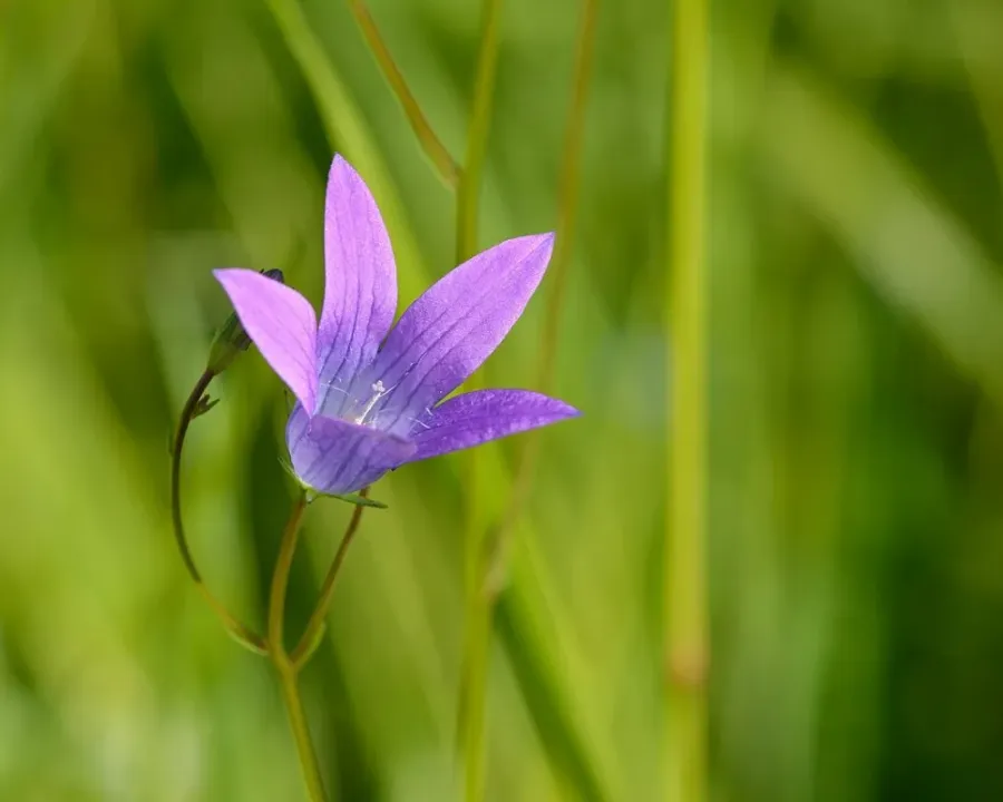 Wiesen-Glockenblume