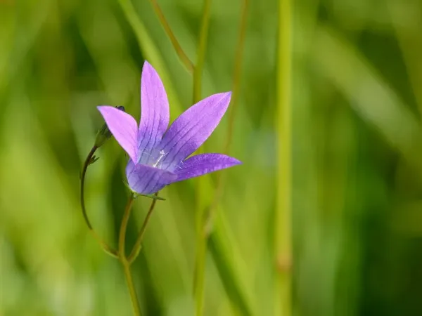 Wiesen-Glockenblume