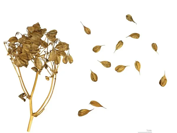 Akeleiblättrige Wiesenraute
