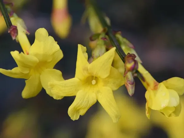 Winterjasmin