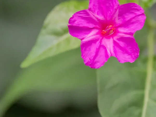 Wunderblume
