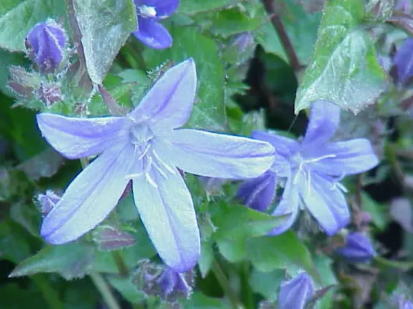 Zauberglöckchen
