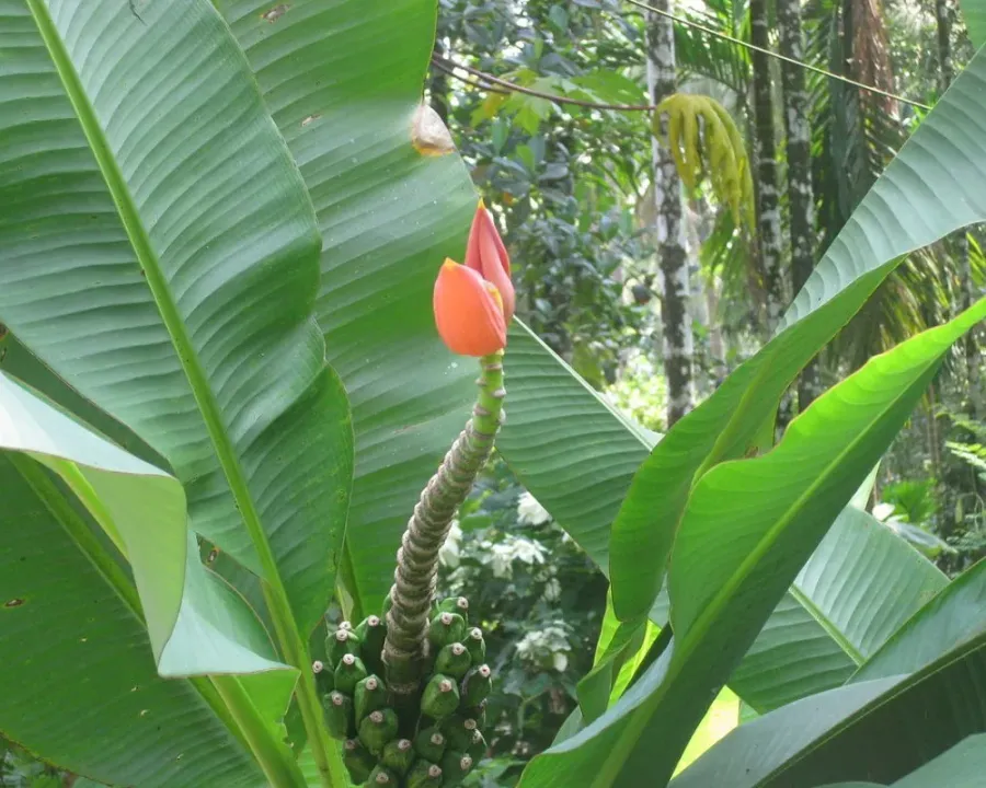 Zierbanane