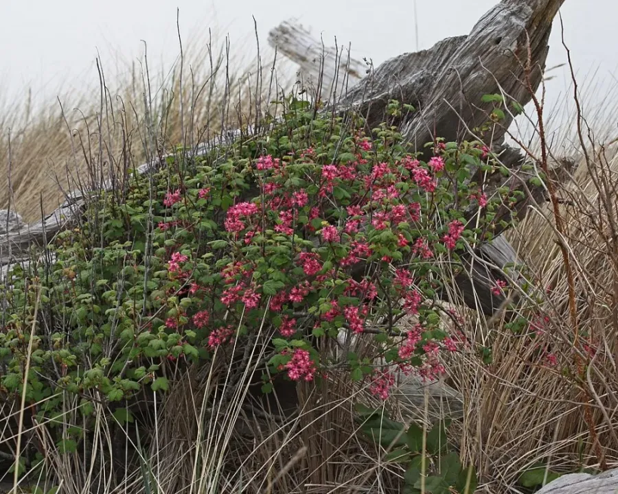 Zierjohannisbeere (Ribes sanguineum)