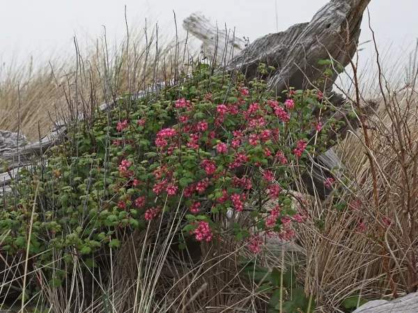 Zierjohannisbeere (Ribes sanguineum)