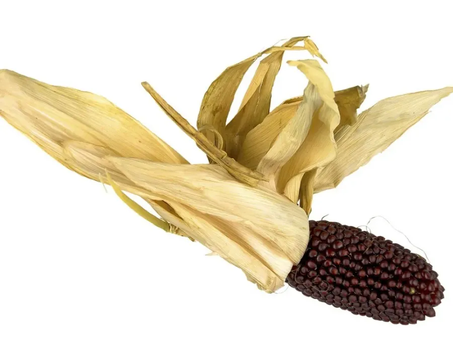 Ziermais