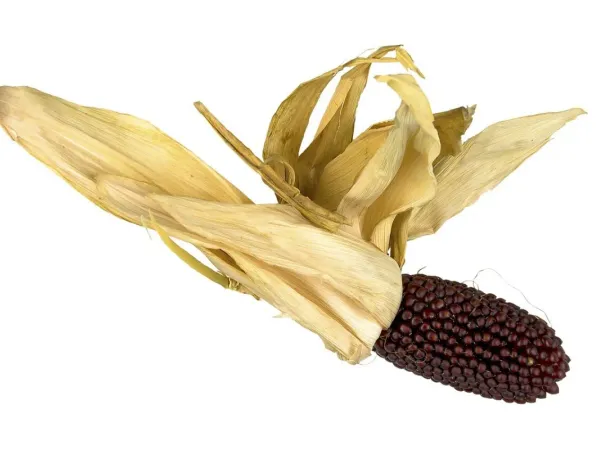 Ziermais