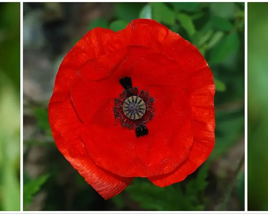 Klatschmohn